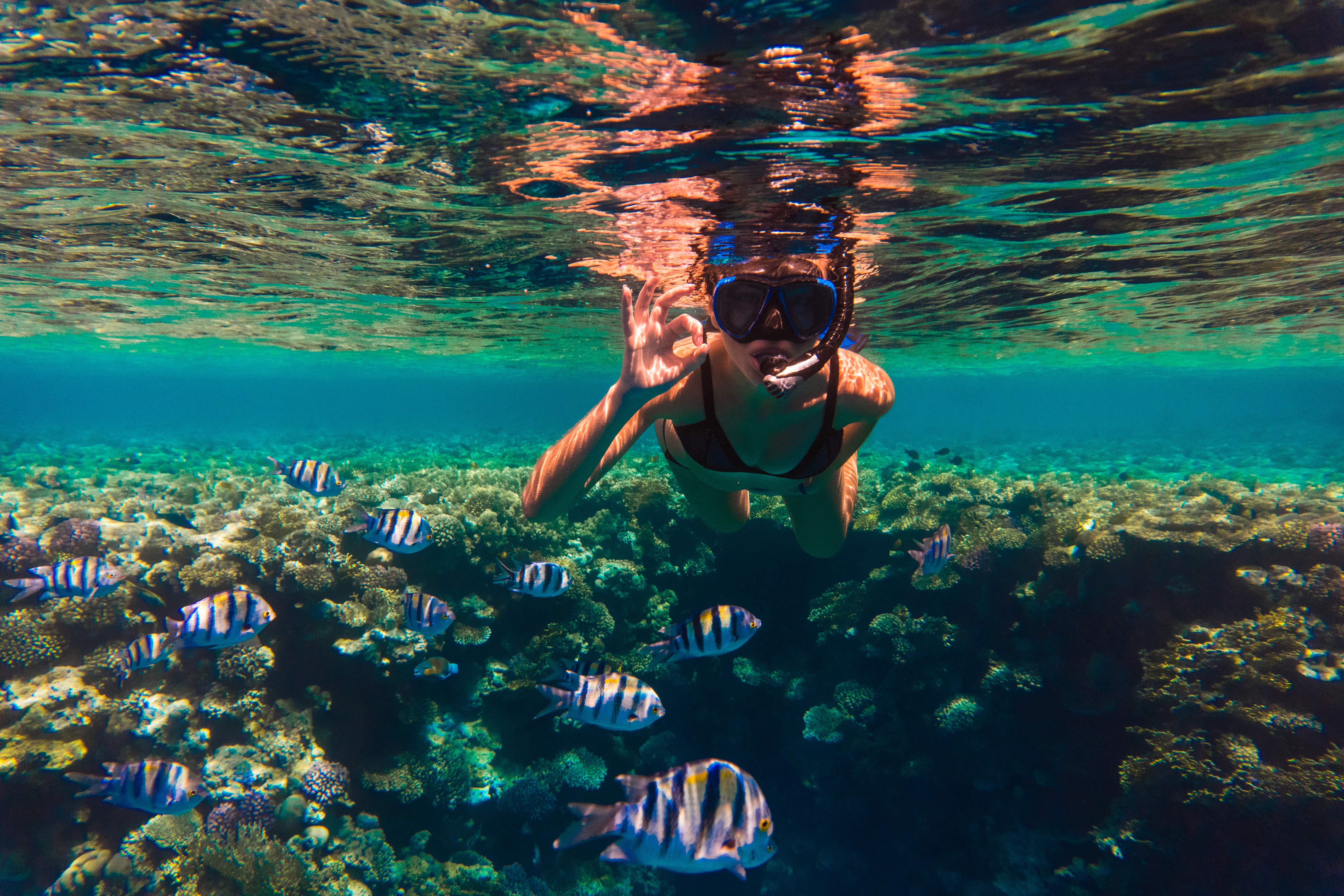 Turneffe Snorkel