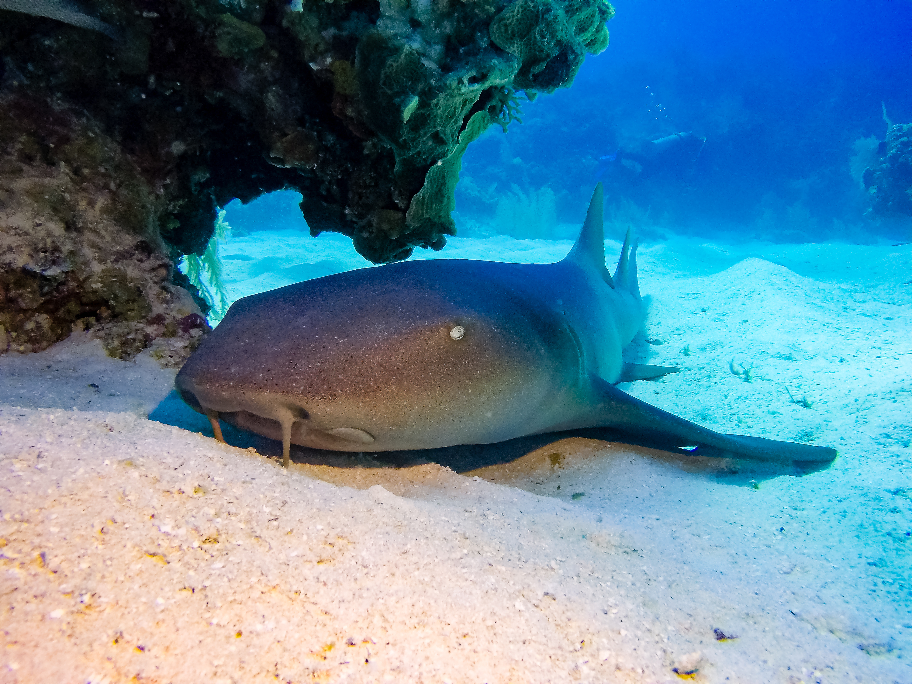 Caye Caulker Marine Reserve