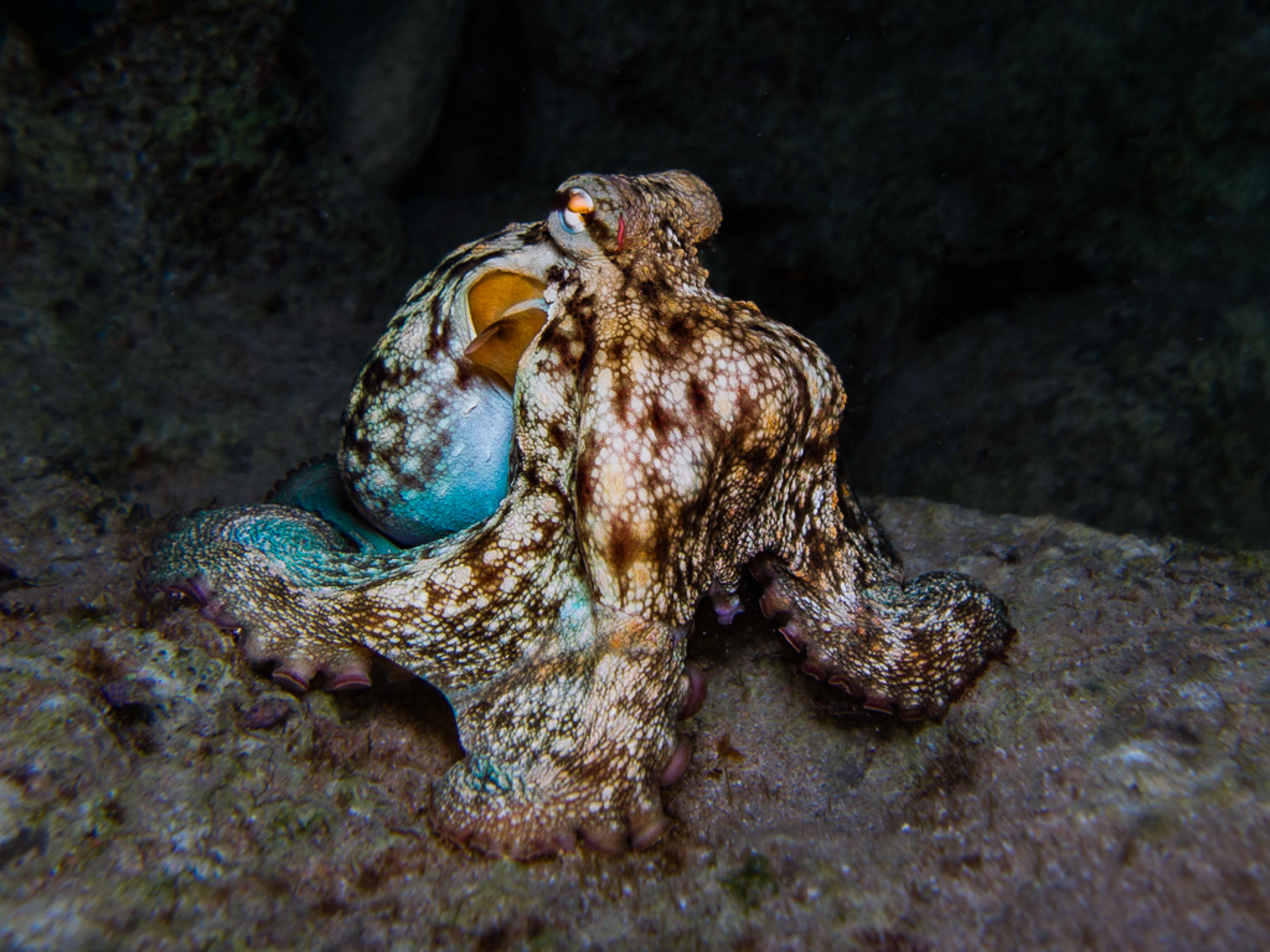 Night Dive